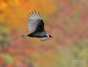 turkey vulture 1 1024 2014 ws