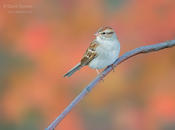 chipping sparrow 1 1024 ws