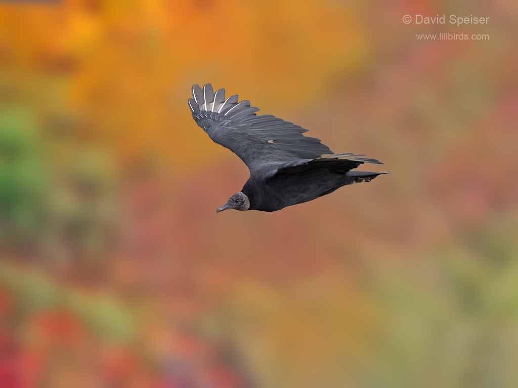 black vulture 1 1024 stateline 2014 ws