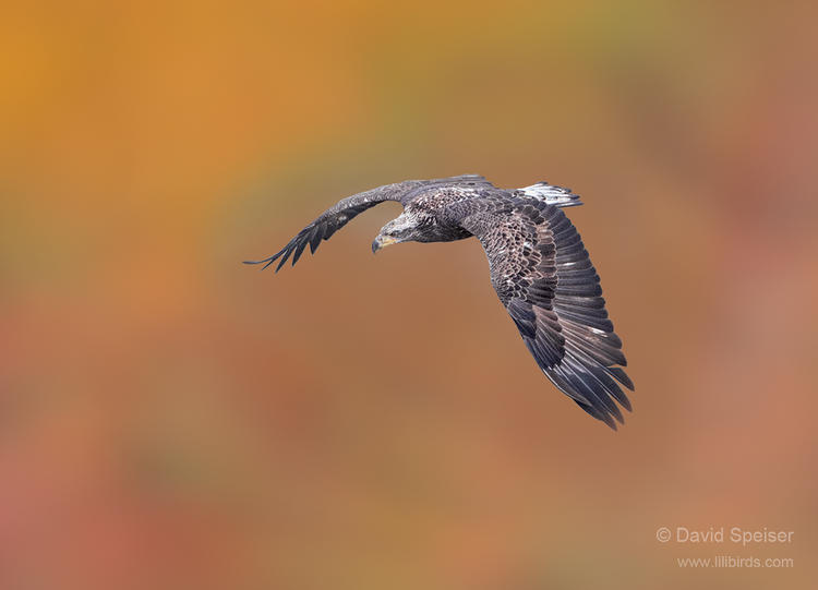 bald eagle 1 1024 stateline 2014 ws