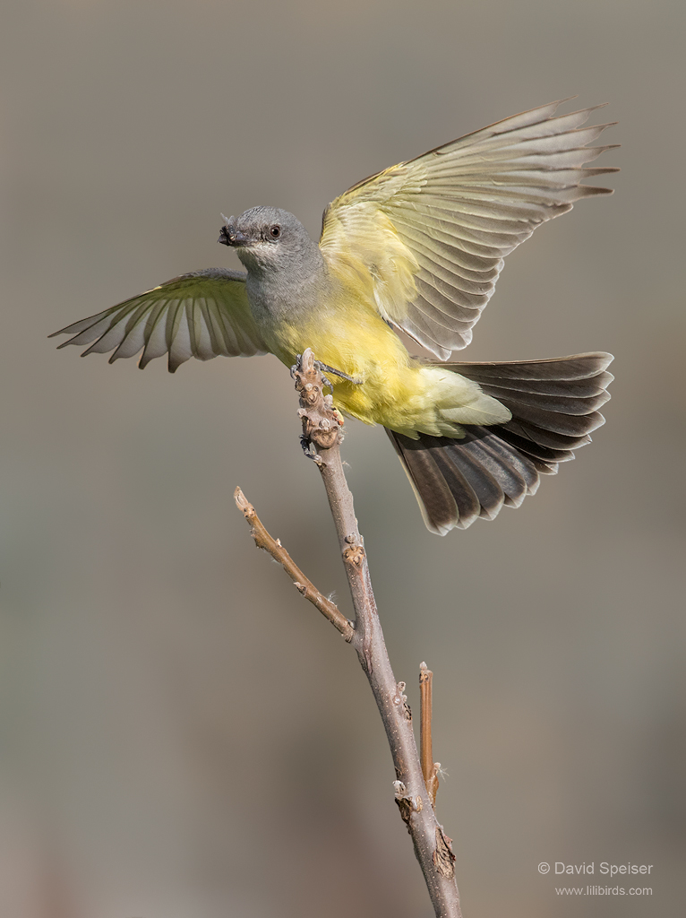 cassin's kingbird 1a 1024 ws