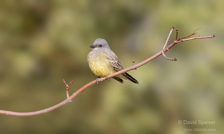 cassin's kingbird 3 1024 ws