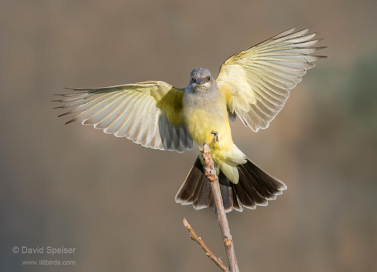 cassin's kingbird 5a 1024 ws