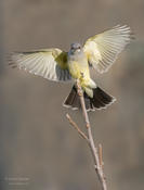 Cassin's Kingbird