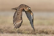 red-shouldered hawk kiawah 3a 1024 ws