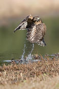 red-shouldered hawk kiawah 1a 1024