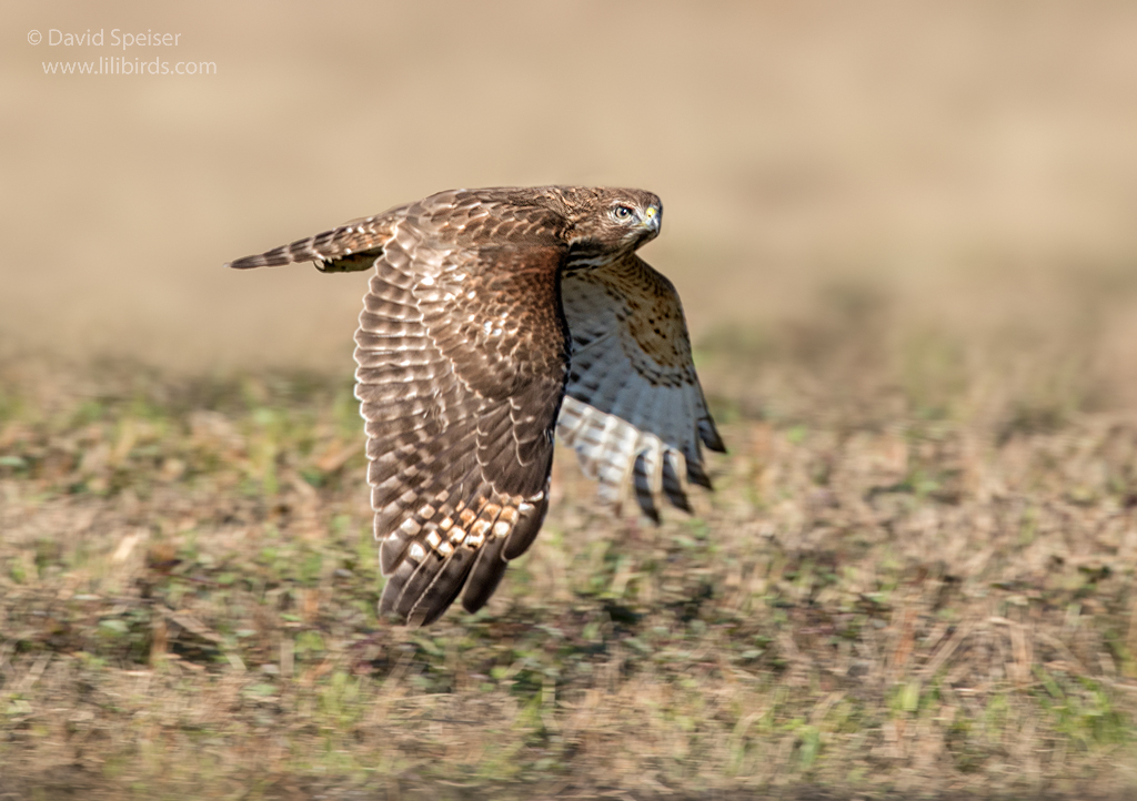 red-shouldered hawk 2b ws