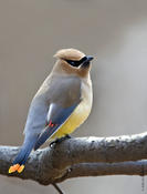 Cedar Waxwing