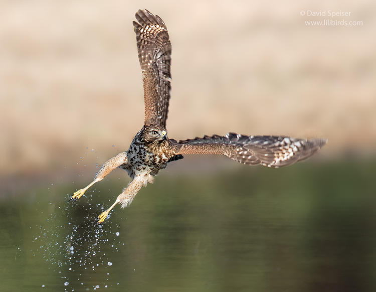 red-shouldered hawk 3a 1024 ws