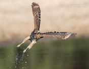 red-shouldered hawk 3a 1024 ws