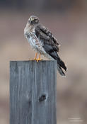 northern harrier 1 oil city 1024 2014 ws