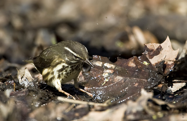 Louisiana Waterthrush