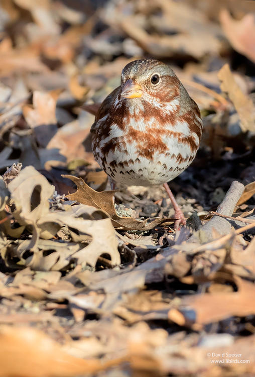 fox sparrow 2 cp 1024 ws