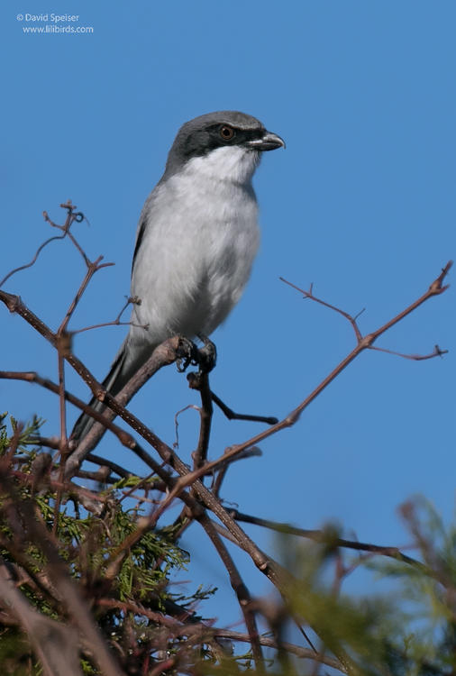 loggerhead shrike 1a ws