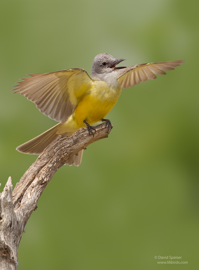 couch's kingbird 2a 1024 ws