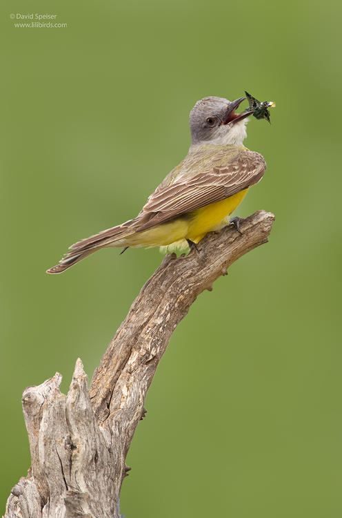 couch's kingbird 3b 1024ws