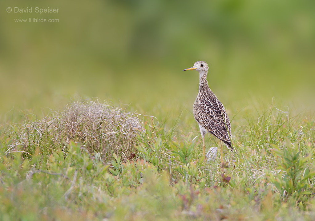 upland sandpiper 1a ws