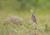 upland sandpiper 1a ws