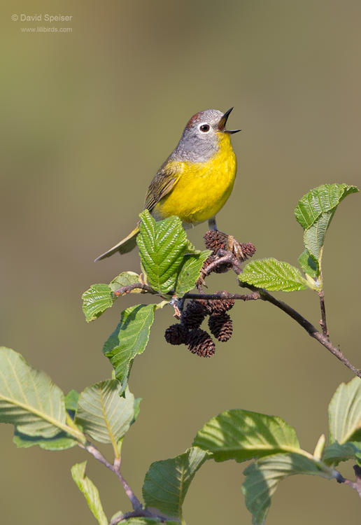 nashville warbler 1a 1024 ws