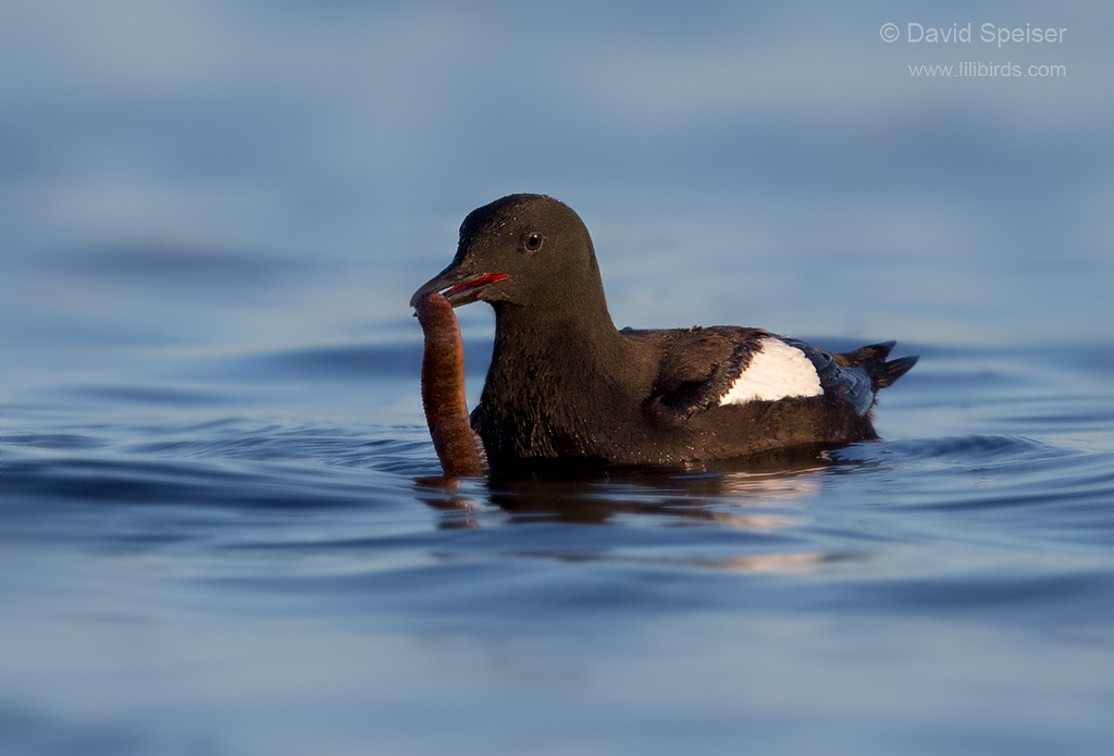 black guillemot 1b 1024 ws