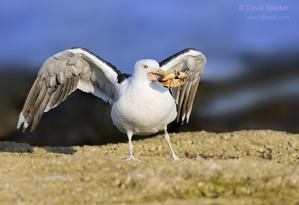 great black backed gull1a ws