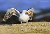 great black backed gull1a ws