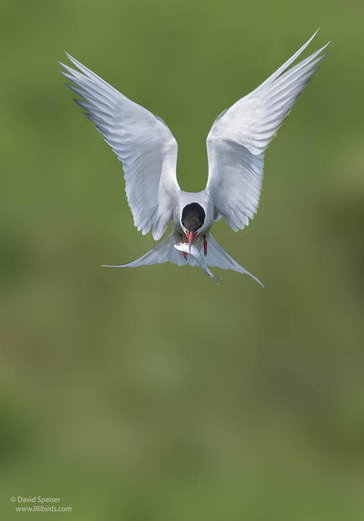 arctic tern 3a 1024 ws