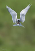 arctic tern 3a 1024 ws