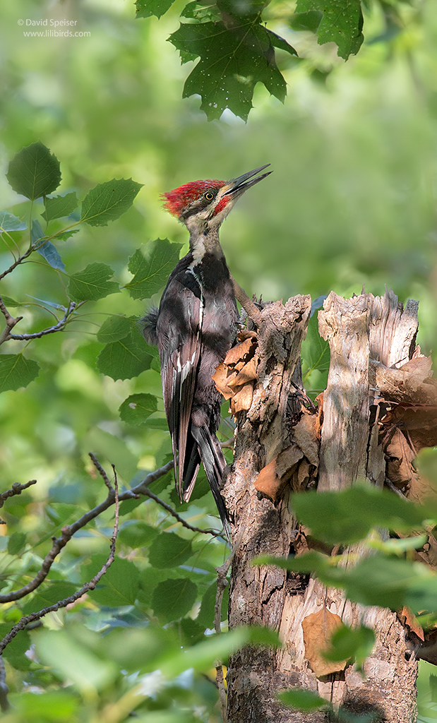 pileated woodpecker 1 1024 ws