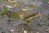 Northern Waterthrush