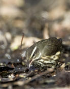 Louisiana Waterthrush