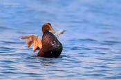 common eider 1a 1024 ws