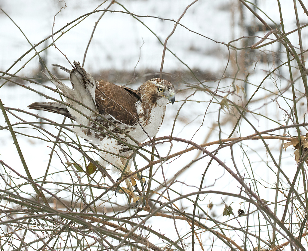 red-tailed hawk 4 1024 ws