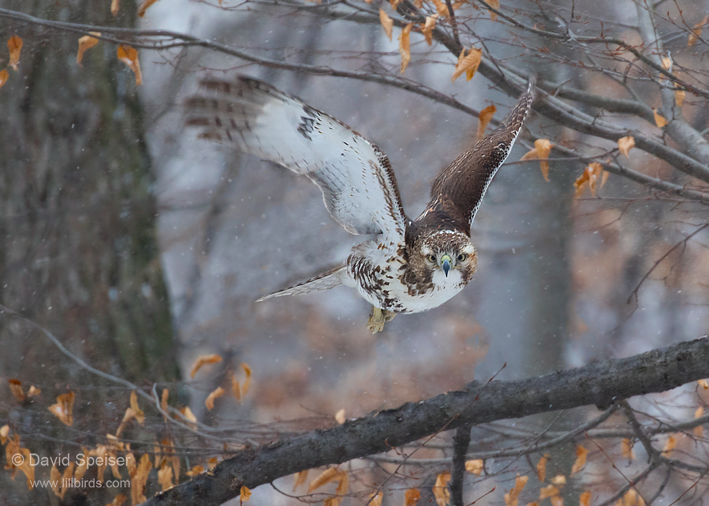 red-tailed hawk 3 1024 ws