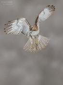 red-tailed hawk 1d 1024 ws