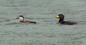 black scoters 1 1024 ws