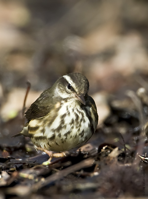 Louisiana Waterthrush