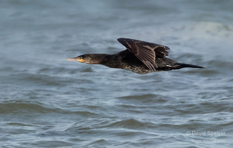 great cormorant 1 1024 ws