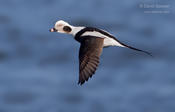 long tailed duck 2 1024 ws