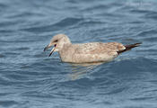 herring gull 1 1024 ws