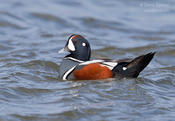 harlequin duck 1 1024 2015 ws