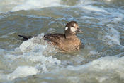 harlequin duck f 1 ws