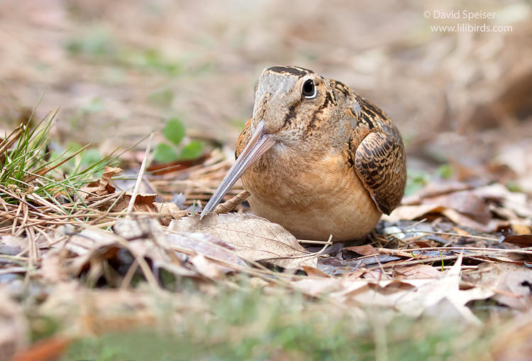 american woodcock 1a 1024 ws