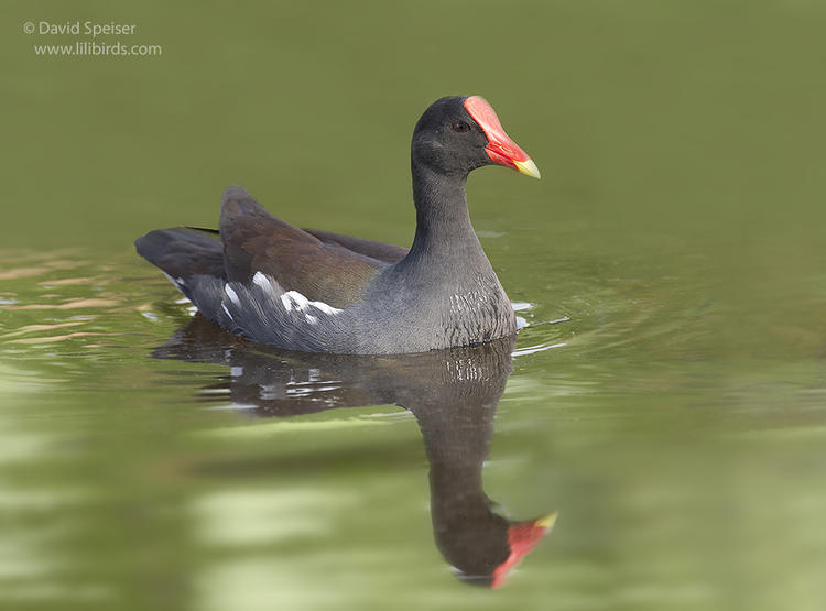 common moorhen 1a 1024 ws