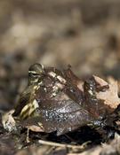 Louisiana Waterthrush