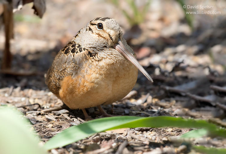 american woodcock 1 bp 1024 ws