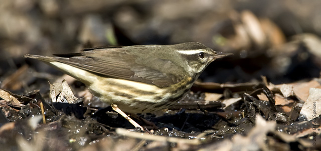 Louisiana Waterthrush