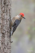 red-bellied woodpecker 1 1024 cp ws
