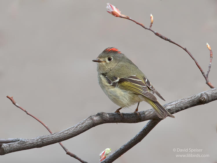 ruby crowned kinglet 1b 1024 ws