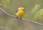 prothonotary warbler 1 cp 1024 wsr